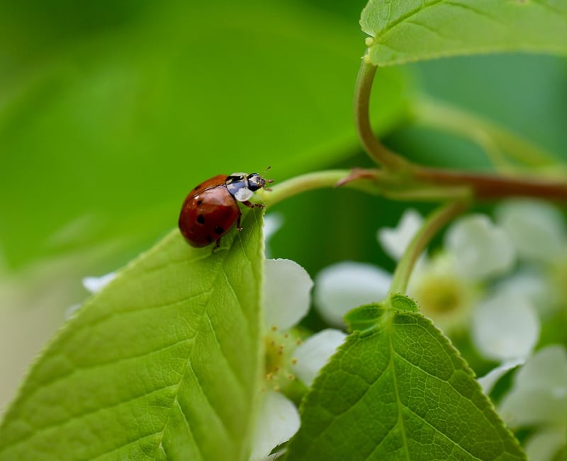 Beneficial Insects