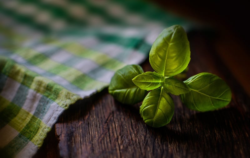 Basil Herb