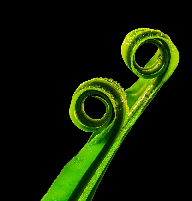 Fern Leaf