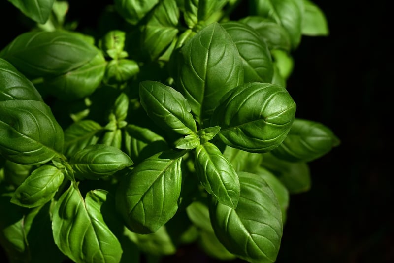 Herb Vertical Garden