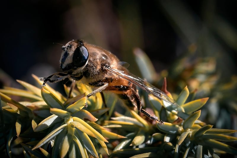 Hoverfly
