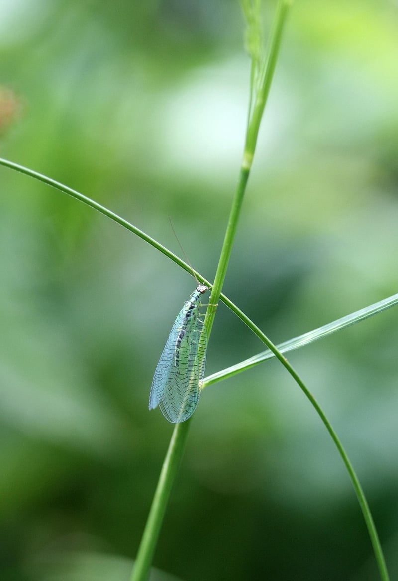 Lacewing