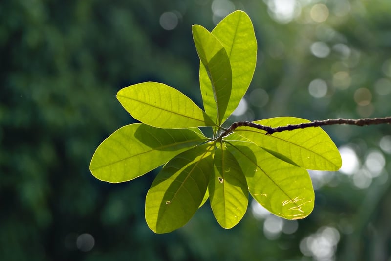 Sunlight and plant